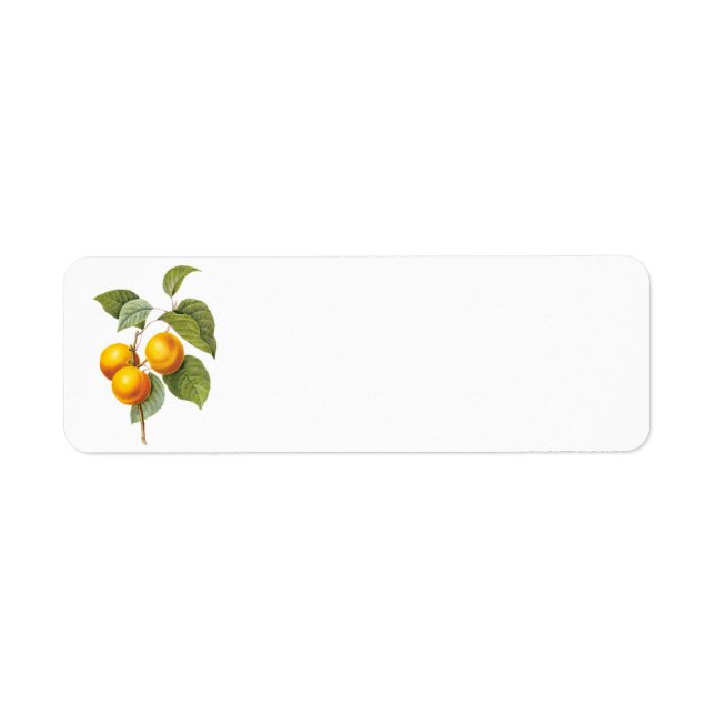 Vintage Food Fruit, Apricot Peach by Redoute (Front)