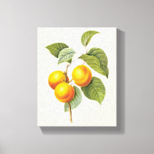 Vintage Food Fruit, Apricot Peach by Redoute Canvas Print