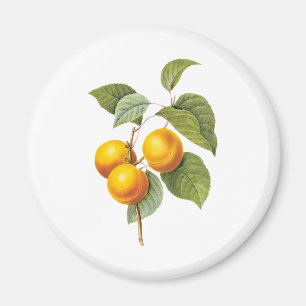 Vintage Food Fruit, Apricot Peach by Redoute Magnet