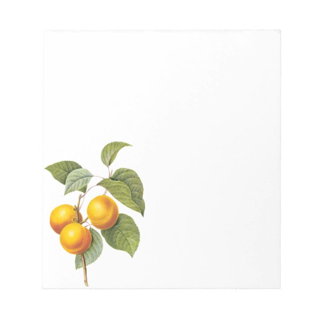 Vintage Food Fruit, Apricot Peach by Redoute Notepad (Front)