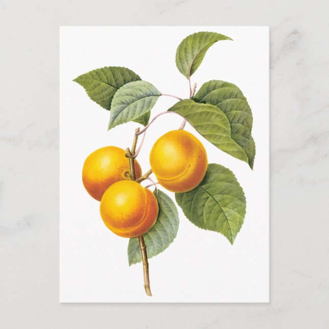 Vintage Food Fruit, Apricot Peach by Redoute Postcard (Front)