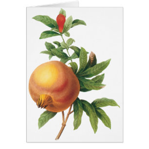 Vintage Food Fruit, Pomegranate by Redoute