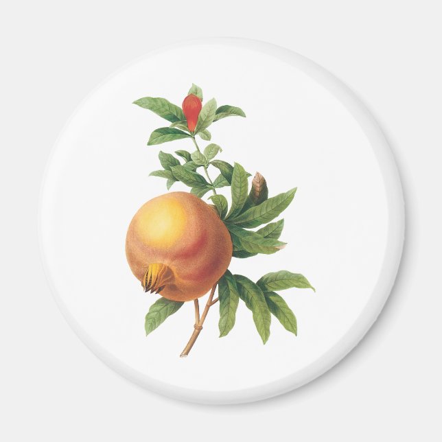Vintage Food Fruit, Pomegranate by Redoute Magnet (Front)