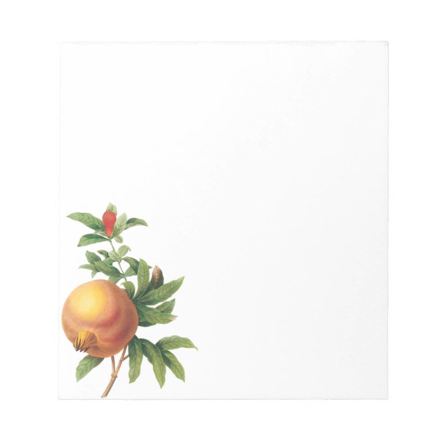 Vintage Food Fruit, Pomegranate by Redoute Notepad (Front)