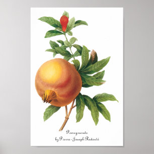 Vintage Food Fruit, Pomegranate by Redoute Poster