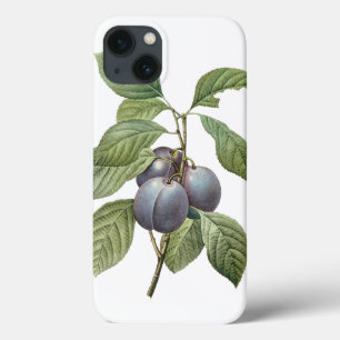 Vintage Food Fruit, Purple Garden Plums by Redoute iPhone 13 Case