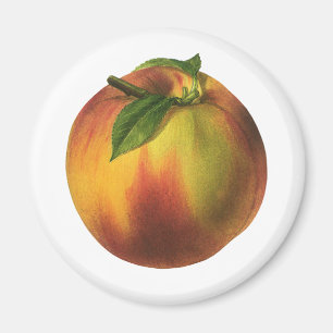 Vintage Food Fruit, Ripe Organic Peach with Leaf Magnet