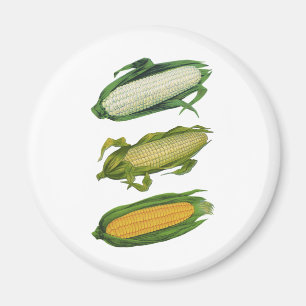 Vintage Food Healthy Vegetables, Fresh Corn on Cob Magnet