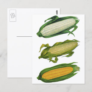 Vintage Food Healthy Vegetables, Fresh Corn on Cob Postcard