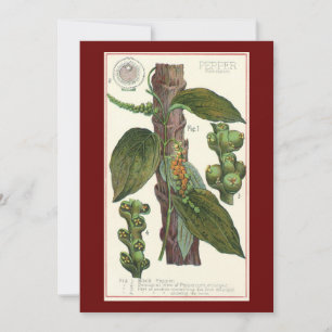 Vintage Food Herbs Spices, Black Pepper Plant