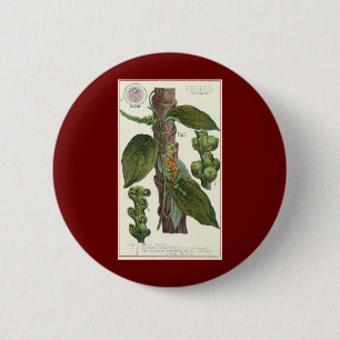 Vintage Food Herbs Spices, Black Pepper Plant 2 Inch Round Button