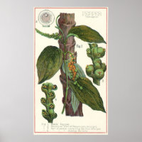 Vintage Food Herbs Spices, Black Pepper Plant