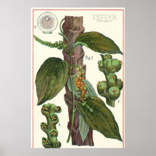 Vintage Food Herbs Spices, Black Pepper Plant Poster