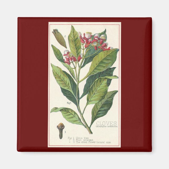Vintage Food Herbs Spices, Cloves Plant Magnet (Front)