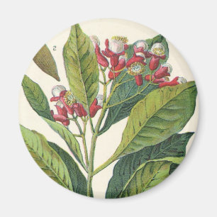 Vintage Food Herbs Spices, Cloves Plant Magnet