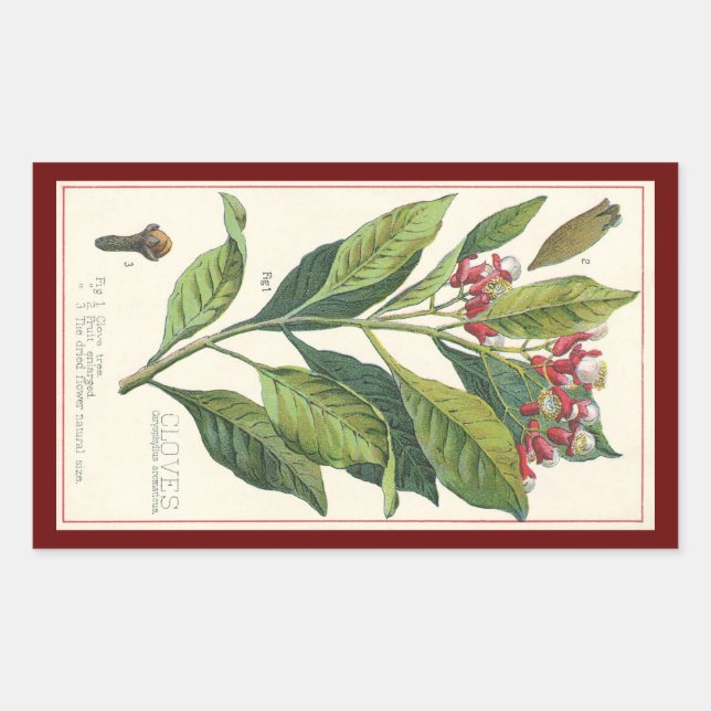 Vintage Food Herbs Spices, Cloves Plant Sticker (Front)