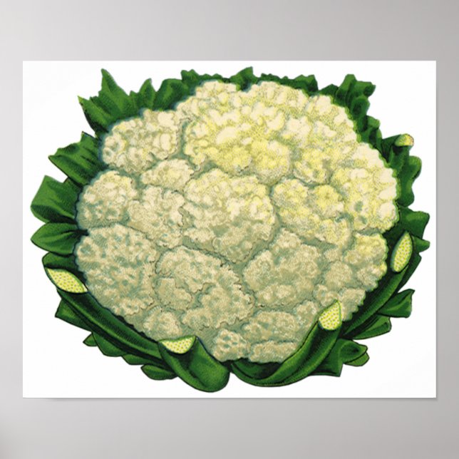 Vintage Food Vegetables Veggies Cauliflower Poster (Front)