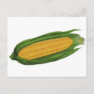 Vintage Food Vegetables; Yellow Corn on the Cob Postcard