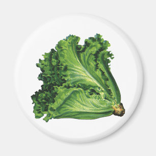 Vintage Foods, Green Leaf Lettuce Vegetables Magnet
