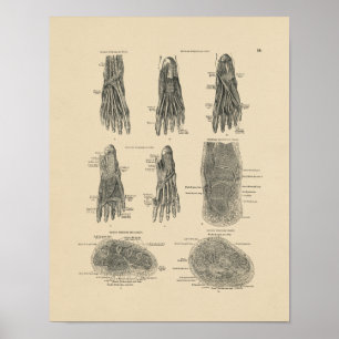 Vintage Foot Muscles Anatomy 1880 Print