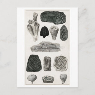 VINTAGE FOSSILS ANIMAL CHART POSTCARD