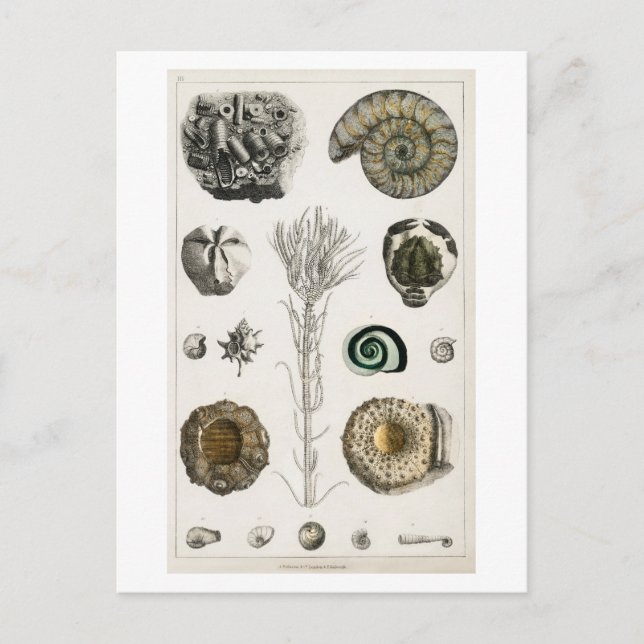 VINTAGE FOSSILS CHART POSTCARD (Front)