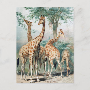 Vintage Four Giraffes Illustration Postcard
