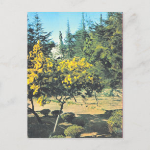 Vintage France Corsica, Monument to Napoleon Postcard