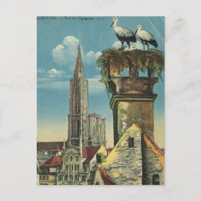 Vintage France, Strassbourg, Stork nests 1930 Postcard (Front)