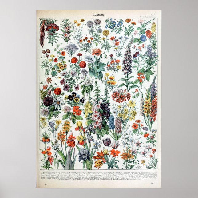 Vintage French Adolphe Millot Flowers Poster (Front)