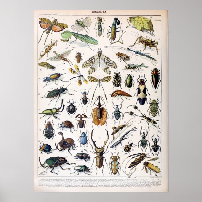 Vintage French Adolphe Millot Insects Poster (Front)