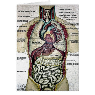 Vintage French Anatomy Card