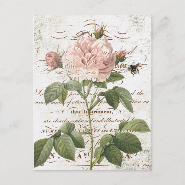 Vintage French Botanical rose postcard (Front)