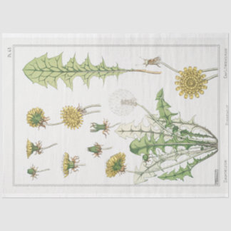 vintage french dandelion print tissue paper