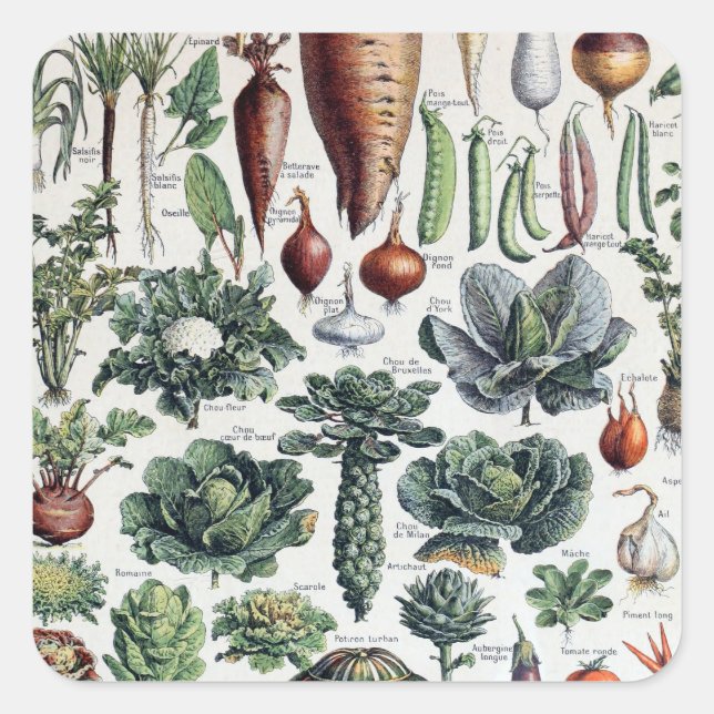 Vintage French Legumes et Plantes Potageres Square Sticker (Front)