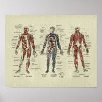 Vintage French Muscle Anatomy Print
