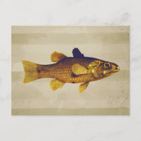 Vintage Freshwater Fish Ilustration