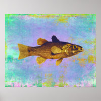 Vintage Freshwater Fish Ilustration