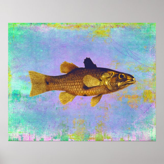 Vintage Freshwater Fish Ilustration Poster (Front)