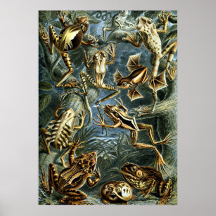 Vintage Frogs by Ernst Haeckel Poster