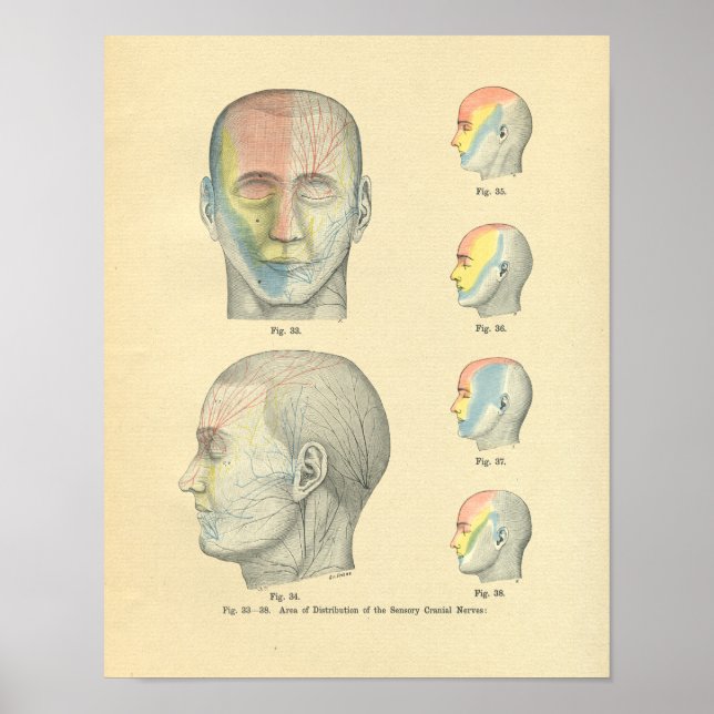 Vintage Frohse Anatomical Sensory Cranial Nerves Poster (Front)