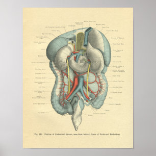 Vintage Frohse Anatomy Intestines Organs Poster