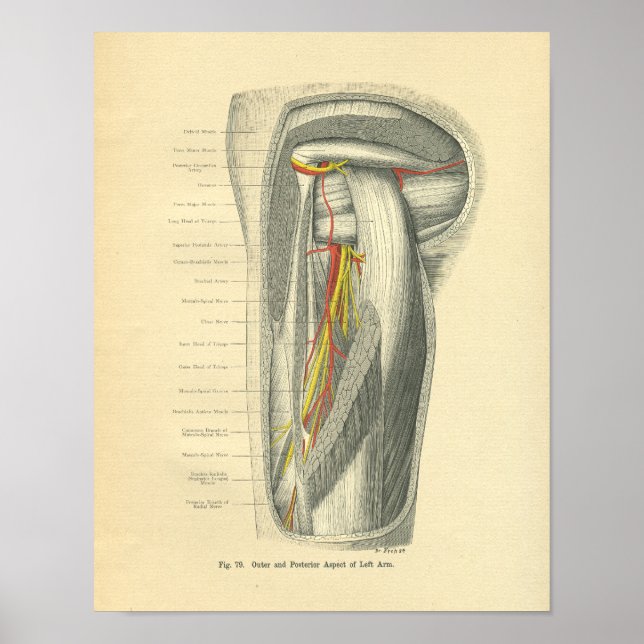 Vintage Frohse Anatomy of Arm & Shoulder Poster (Front)