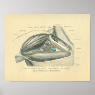 Vintage Frohse Anatomy of Clavicle & Shoulder Poster