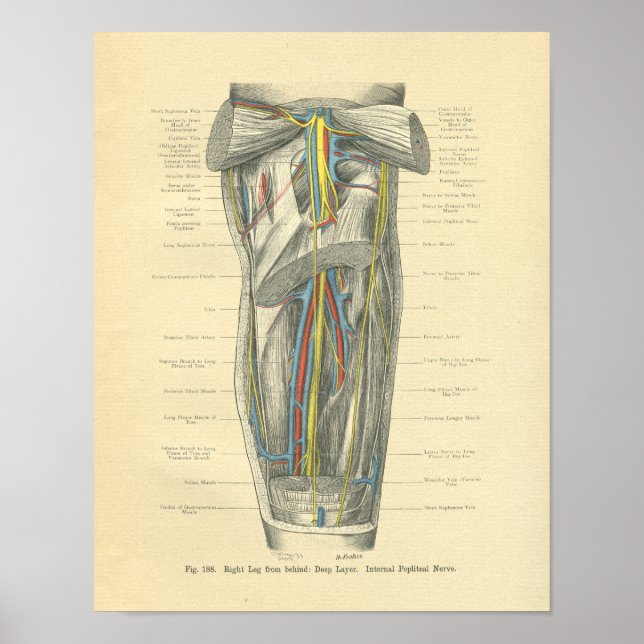 Vintage Frohse Anatomy of Knee & Leg Poster (Front)