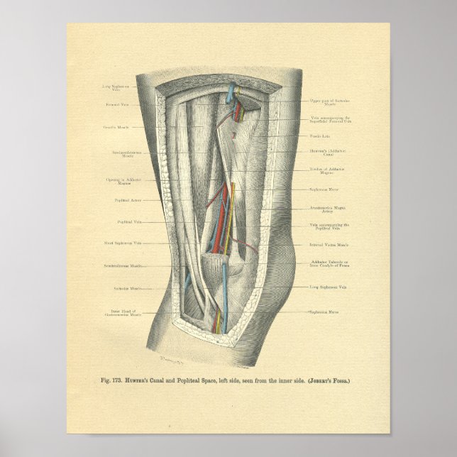 Vintage Frohse Anatomy of Knee & Leg Poster (Front)