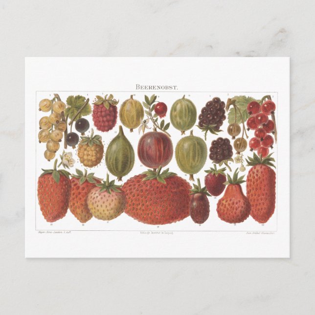 Vintage Fruit Berries Antique Aesthetic   Postcard (Front)