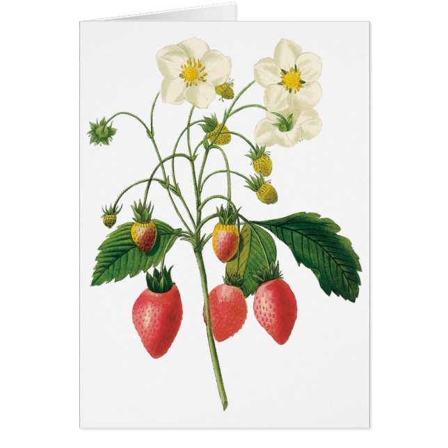 Vintage Fruit Berries Food Strawberries by Redoute (Front)