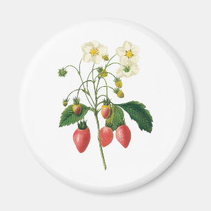 Vintage Fruit Berries Food Strawberries by Redoute Magnet