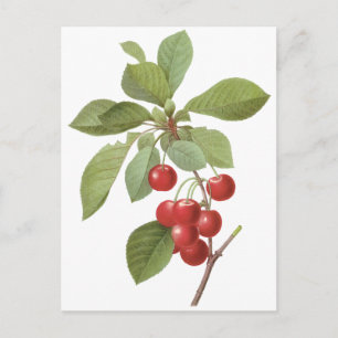 Vintage Fruit Cherry Food, Cherries by Redoute Postcard
